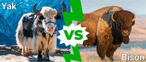 yak vs bison|Yak vs Bison: 4 Key Differences Explained .